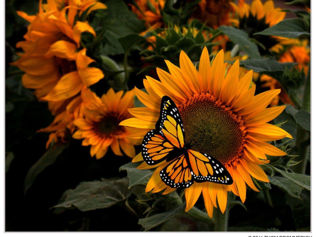 Monarch Butterfly on Yellow Sunflower - Lush Green Wallpaper