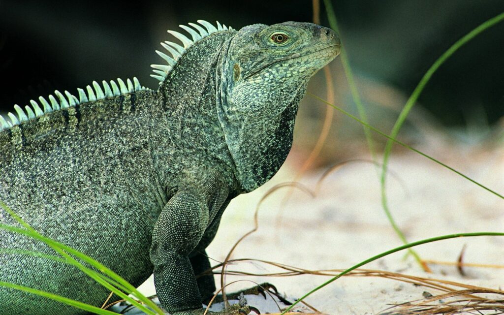 Monitor Lizard in Marsh: Natural Habitat Wallpaper Background