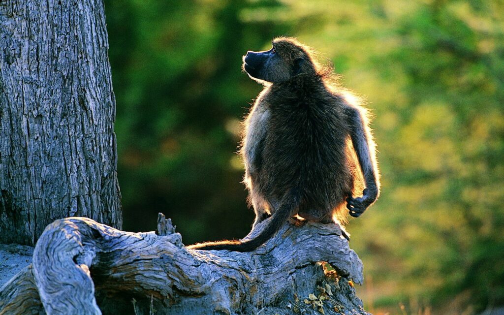 Graceful Monkey on Tree Branch with Sunlit Background Wallpaper