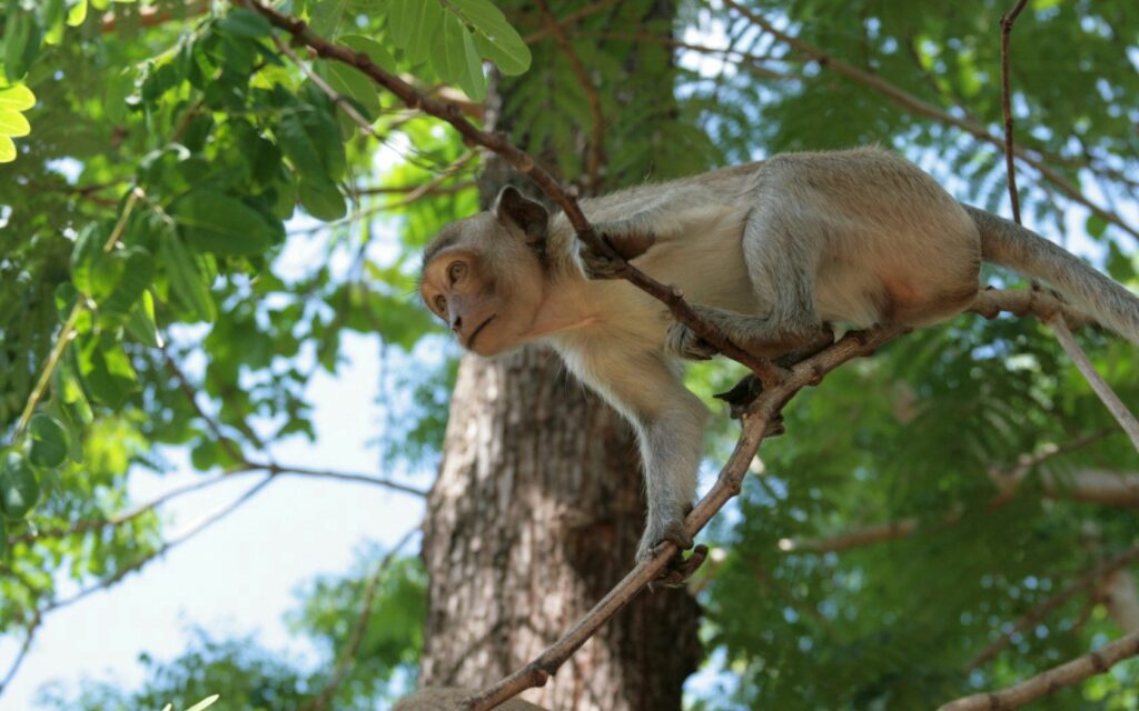Serene Monkey on Tree Branch Wallpaper Surrounded by Lush Greenery