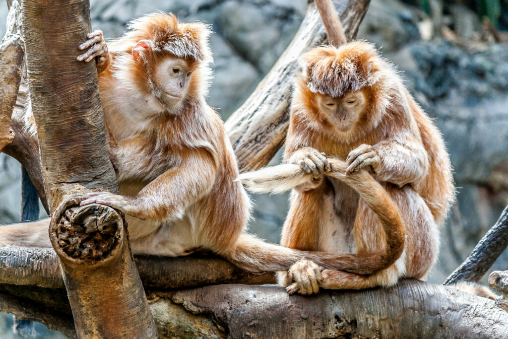 Monkeys Grooming on Tree Branches: Tender Nature Wallpaper
