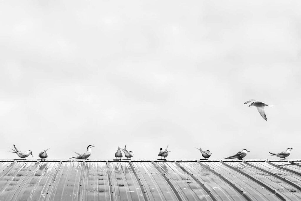 Monochrome Bird Scene on Metal Rooftop - Minimalist Wallpaper