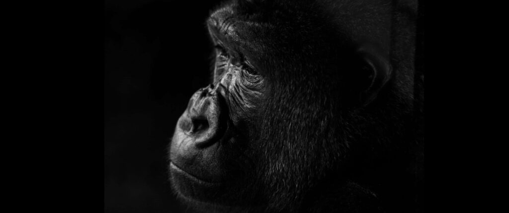 Monochrome Gorilla Portrait: Introspective Black & White Wall Art Wallpaper