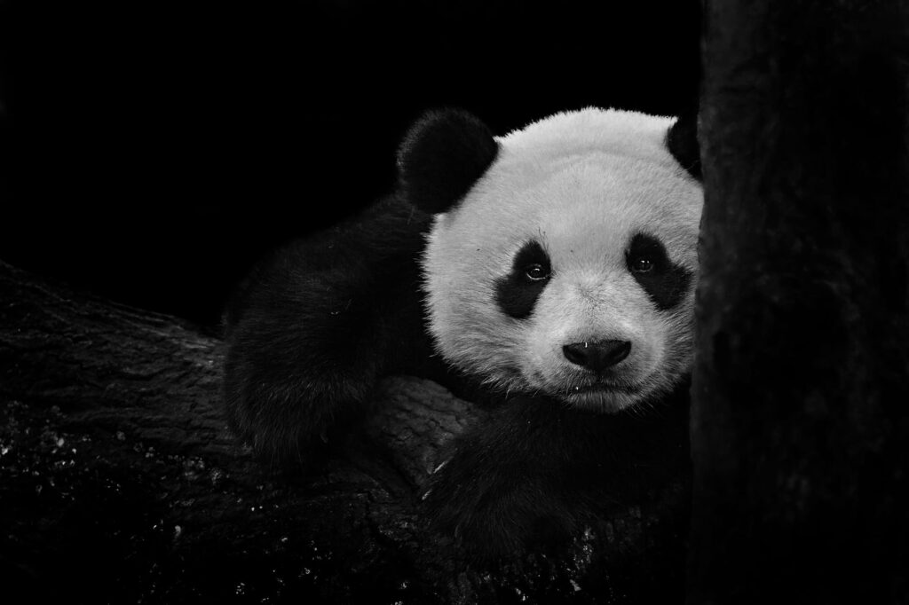 Panda Prowess: Captivating Black & White HD Wallpaper of Majestic Animal