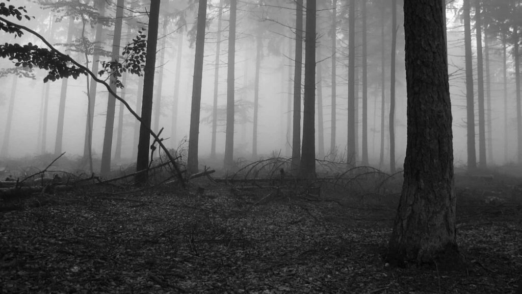 Misty Forest Grayscale Wallpaper: Tranquil Nature Background