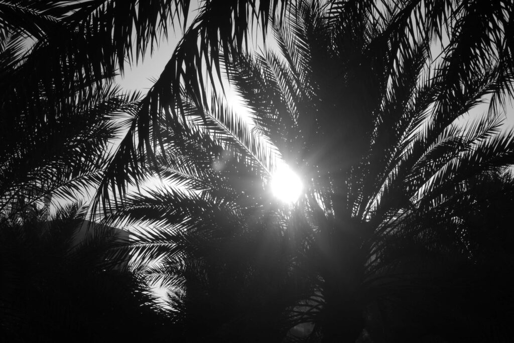 Monochromatic Palm Tree Wallpaper with Sunlit Contrast