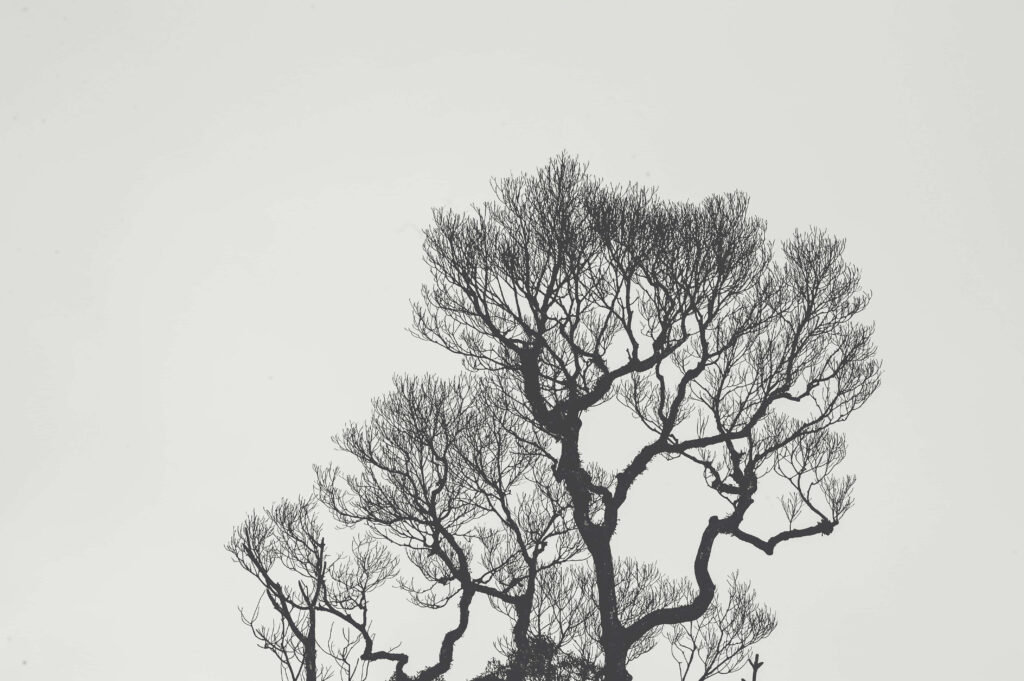 Monochromatic Tree Wallpaper: Intricate Black and White Design