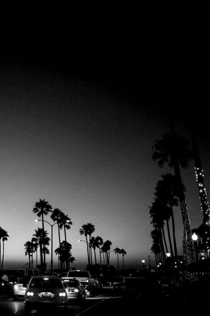 Beachside Monochrome Wallpaper: Palm Trees & Evening Vibes