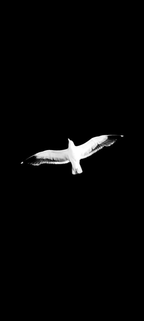 Minimalist Monochrome Bird in Flight Wallpaper on Black Background