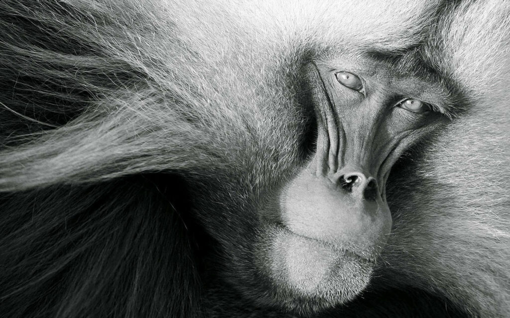 Black Monkey Wallpaper: Captivating Monochrome Fur Close-Up