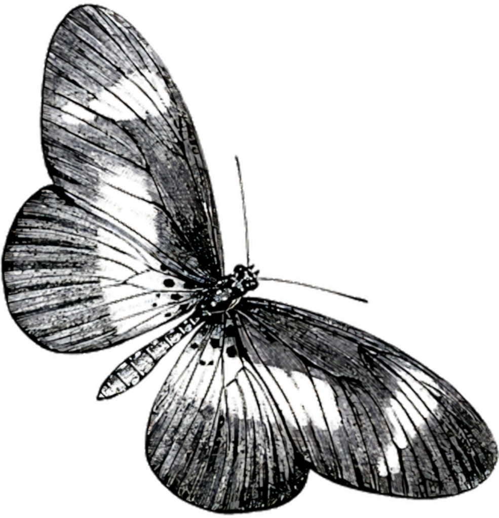 Monochrome Butterfly Digital Art: Intricate Patterns for Wallpaper