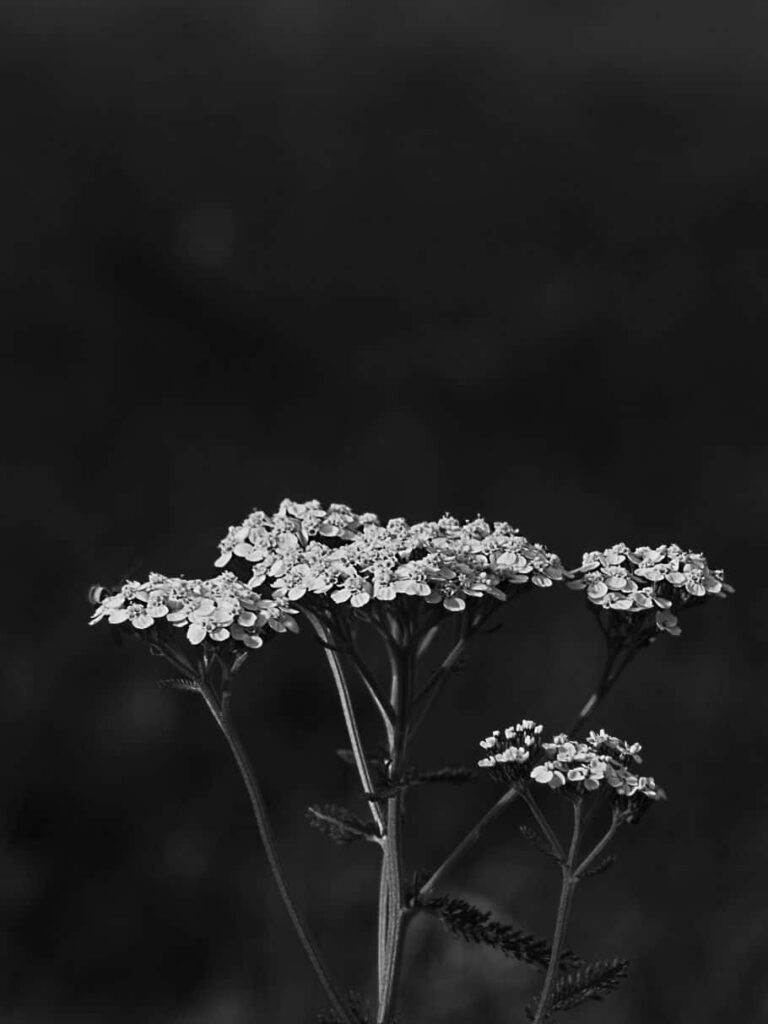 Monochrome Floral Wallpaper: Timeless Beauty on Dark Background