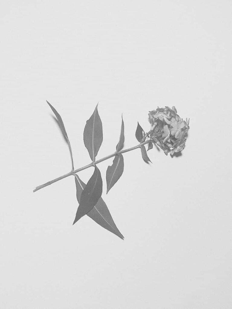 Monochrome Flower Wallpaper: Simple Aesthetic on Plain Background