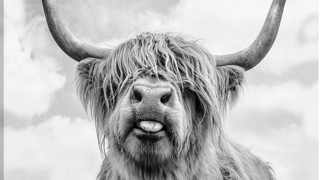 Highland Cow Black and White Wallpaper: Rustic Charm in Monochrome