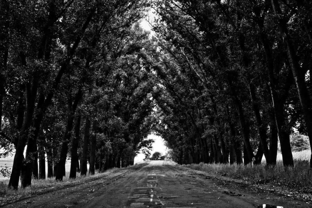 Monochrome Tree-Lined Path Wallpaper: Tranquil Landscape Background