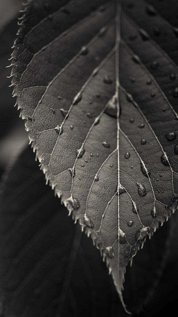 Monochrome Leaf Wallpaper for Galaxy Note 4: Nature's Intricate Beauty