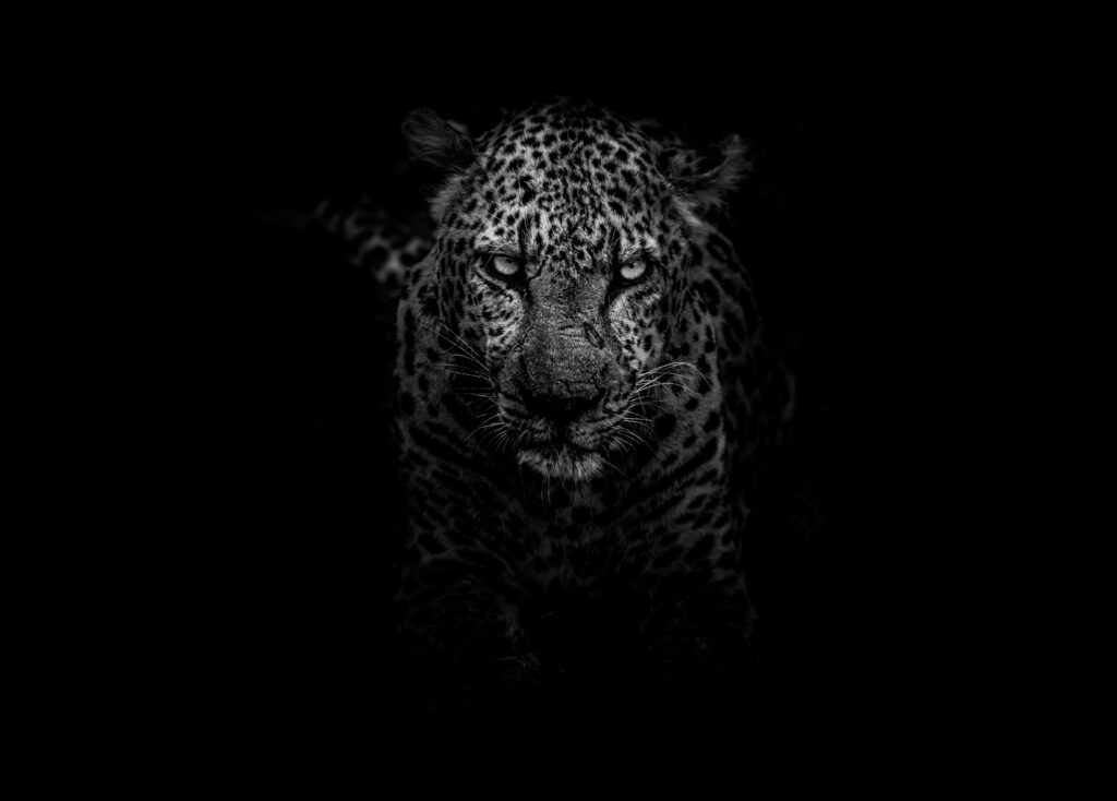 Fierce Leopard Wallpaper: Monochrome Depth & Dramatic Shadows