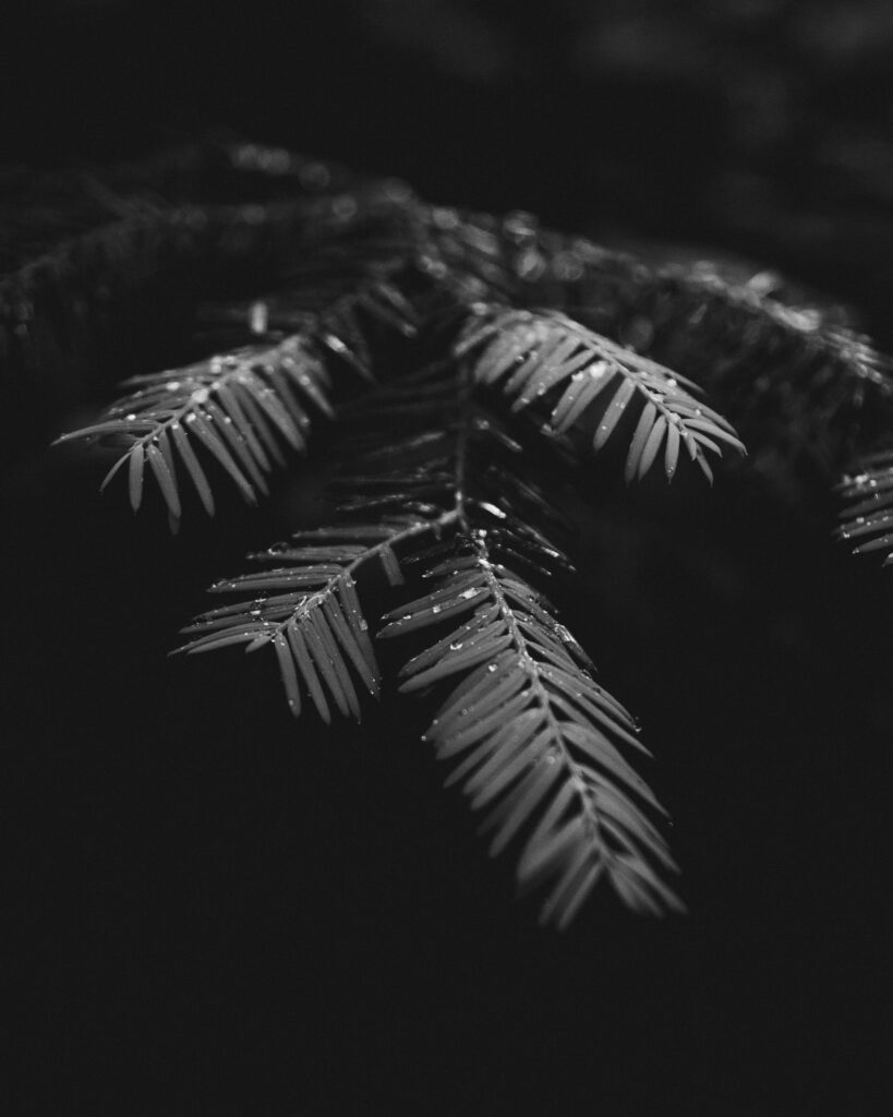 Monochrome Macro of Water-Droplet-Adorned Plant Branches Wallpaper