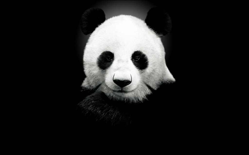 Monochrome Magic: Stunning Black and White Panda in HD Wallpaper Background Photo