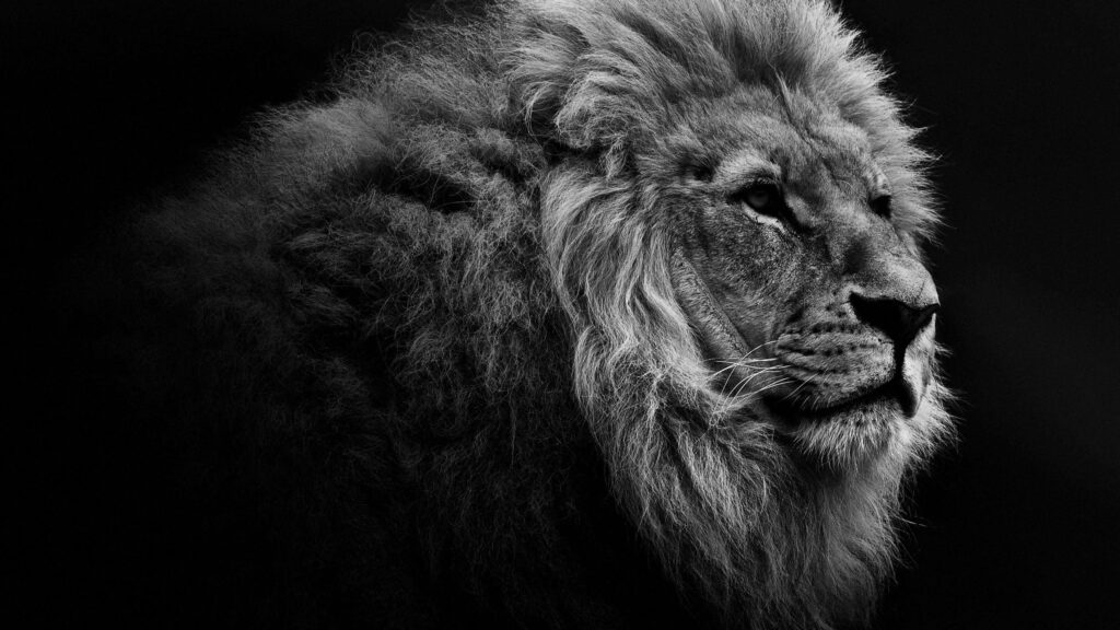 The Majestic King: A Captivating Greyscale Lion in HD Computer Background Wallpaper