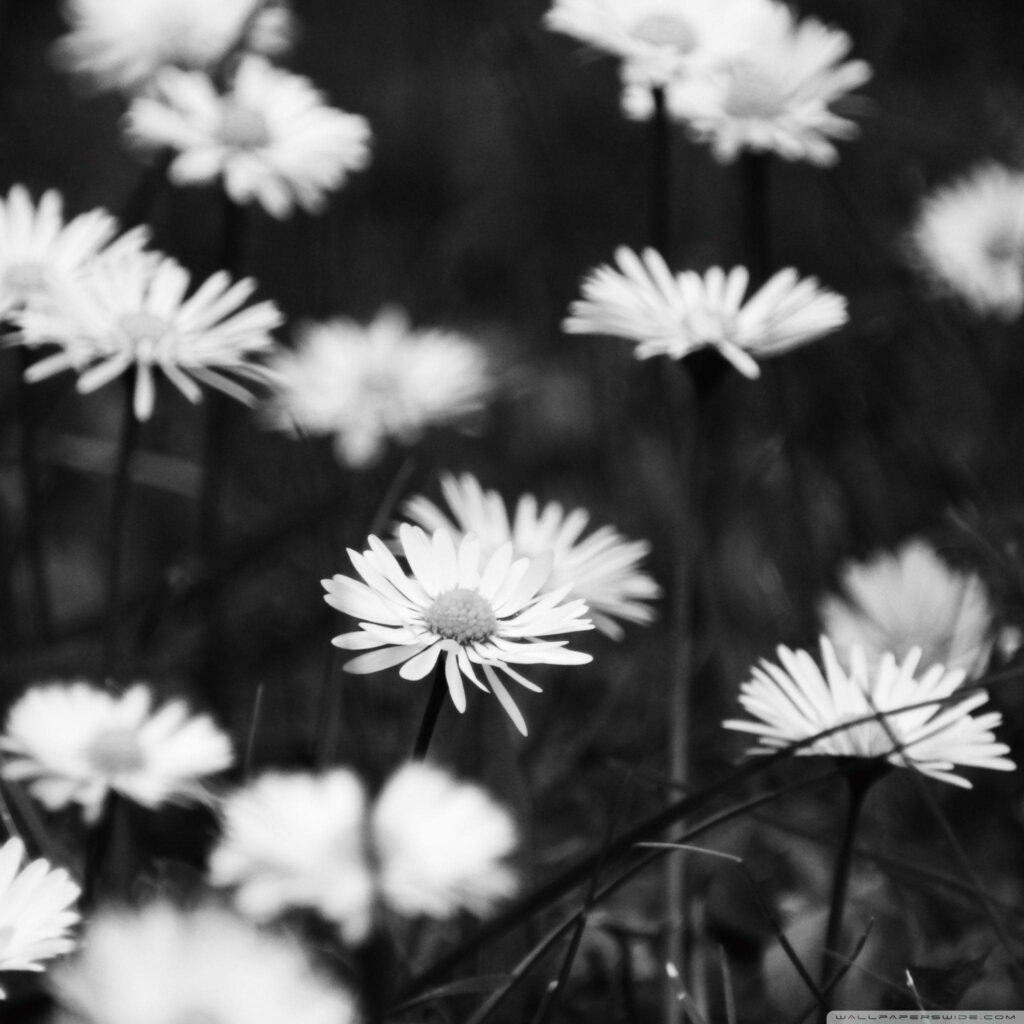 Bleak Beauty: A Monochrome Depiction of Sorrowful Blooms in a Field Wallpaper