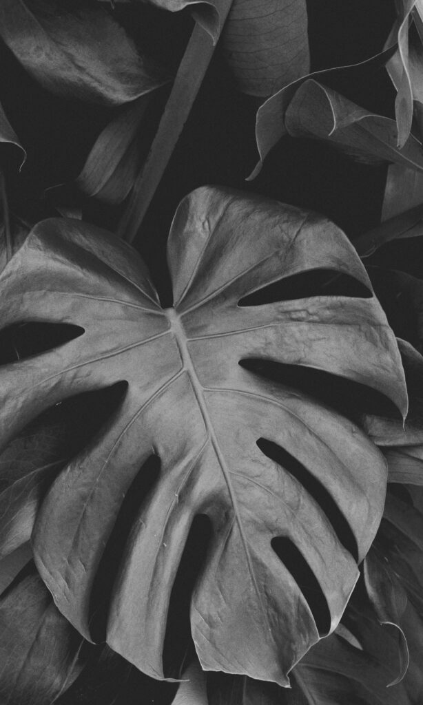 Monochrome Monstera Leaf Wallpaper: Striking Texture & Patterns