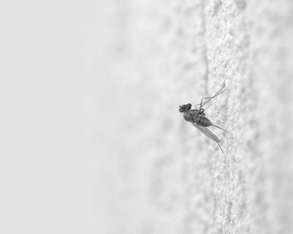 Monochrome Mosquito Close-Up | Textured Wallpaper Background