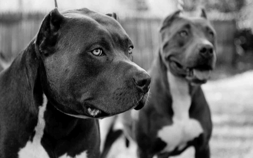 Powerful Black Pitbull Wallpaper with Striking Gaze on Monochrome Background