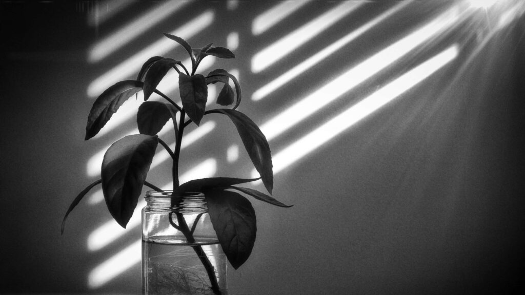 Sunlit Monochrome Wallpaper: Plant in Glass Jar & Serene Background