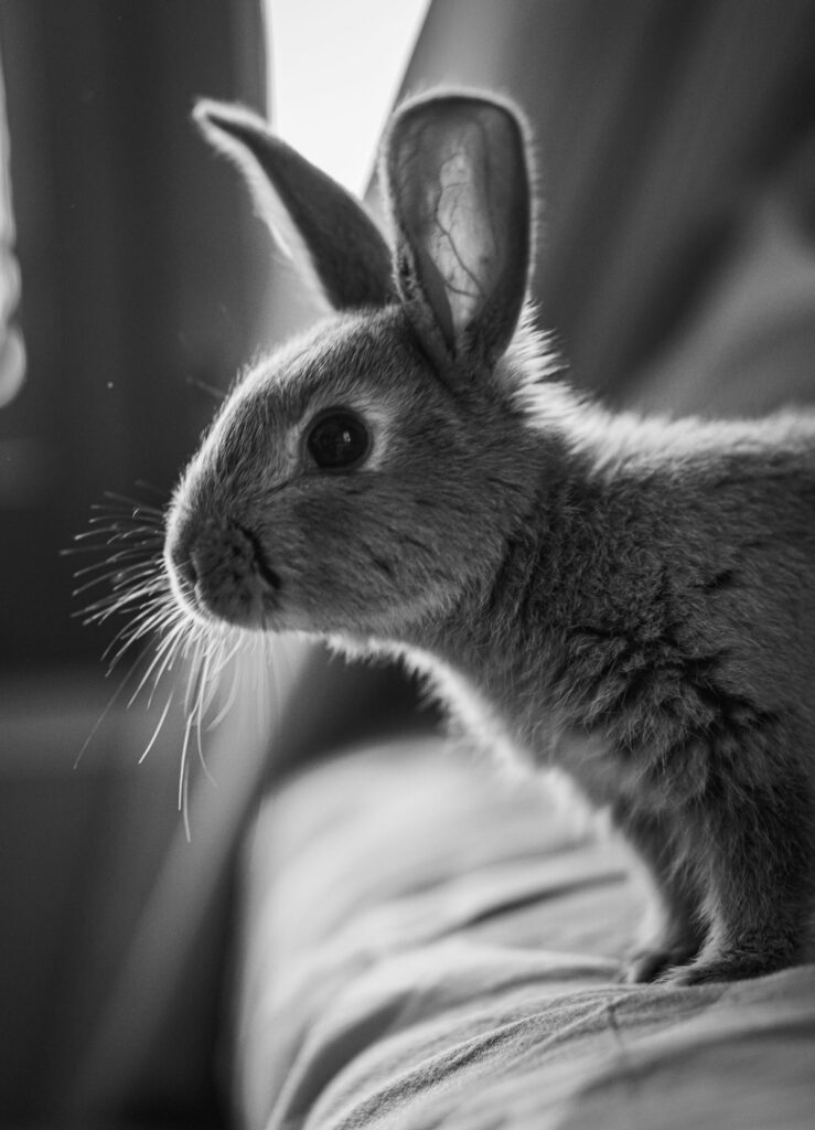 Monochrome Rabbit Close-Up: Delicate Fur & Whiskers Wallpaper