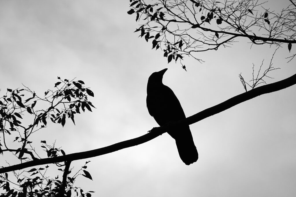 Monochrome Rook Silhouette Wallpaper: Nature's Peaceful Background