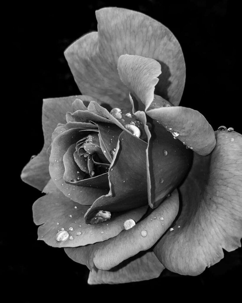 Serene Monochrome Rose with Dewdrops - Elegant Wallpaper Background
