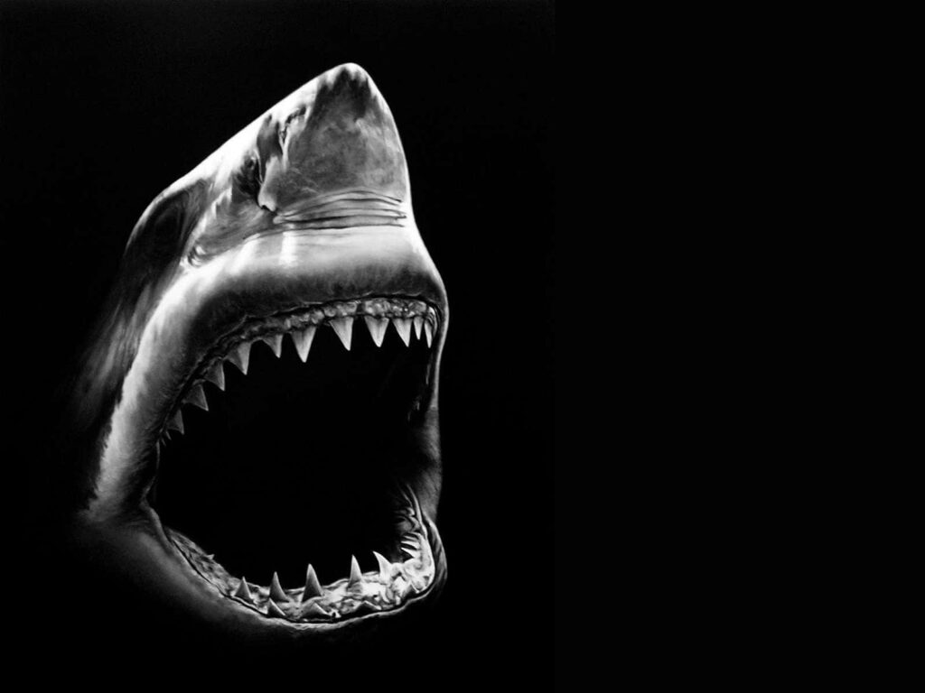 Striking Shark Monochrome Wallpaper: Dramatic Black Background