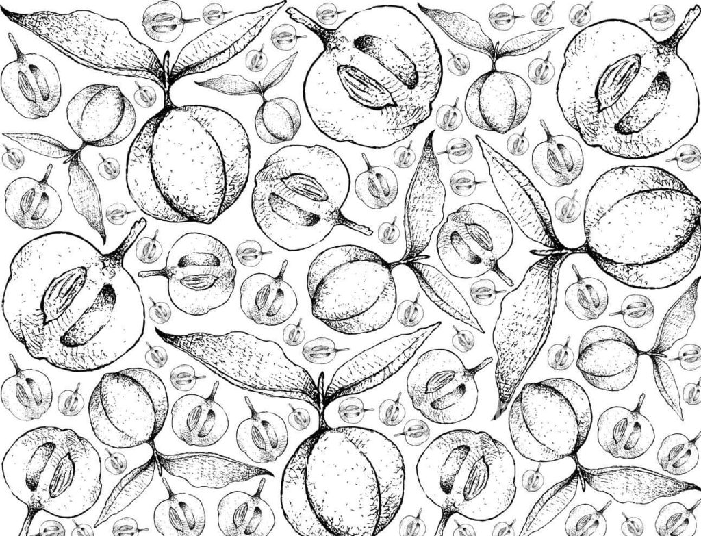 Seamless hand-drawn velvet apple wallpaper with monochrome botanical ink illustrations design