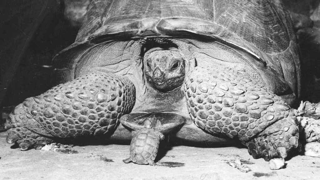 Monochrome Wallpaper: Giant Tortoise with Hatchling Under Shell
