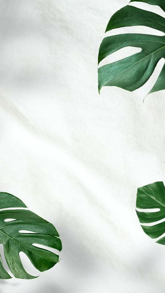 Verdant Charm: Monstera Deliciosa's Leafy Elegance on a Serene White Canvas Wallpaper