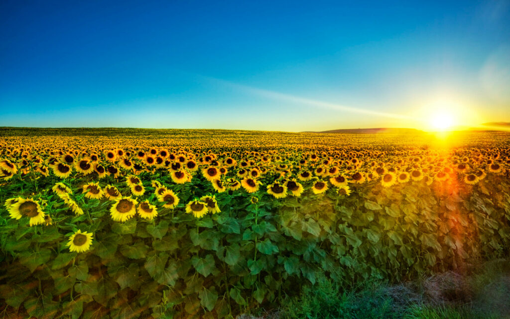 Golden Morning: Montana's Blossoming Sunflower Field in Panoramic 2K Wallpaper