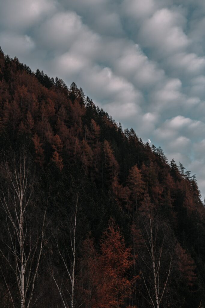 Tranquil hillside with dark autumn trees and bare trunks under dramatic evening sky clouds Wallpaper