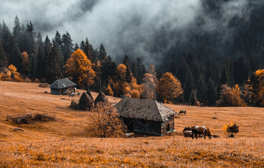 Moody autumn landscape with rustic barns haystacks grazing cows orange trees misty pine forest Wallpaper