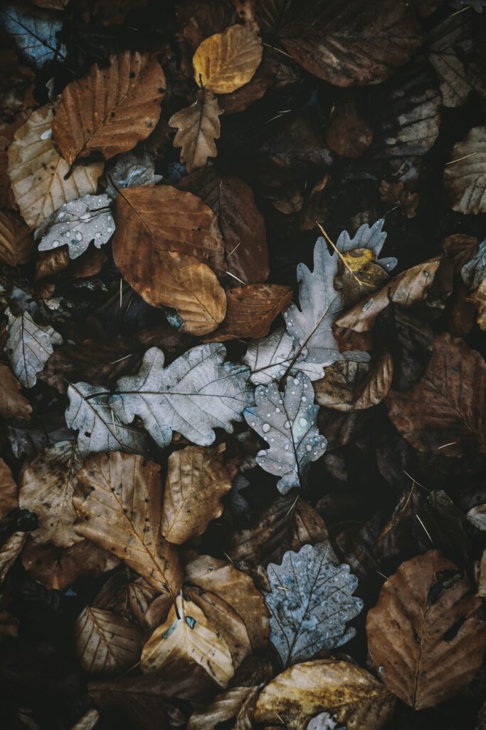 Close-up of autumn leaves in brown gold and gray with dew and dry textures fall wallpaper background