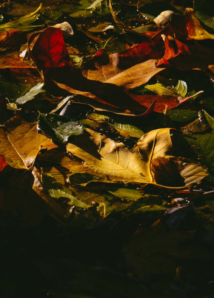 Autumn leaves in yellow red and green glistening with moisture on dark textured background Wallpaper