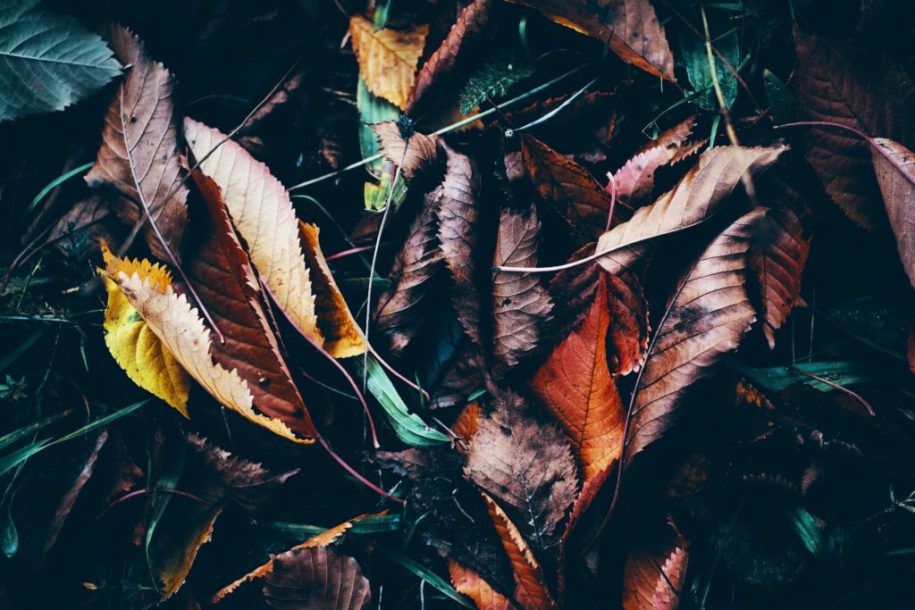 Close-up of wet autumn leaves on grass with brown orange and yellow tones seasonal wallpaper background
