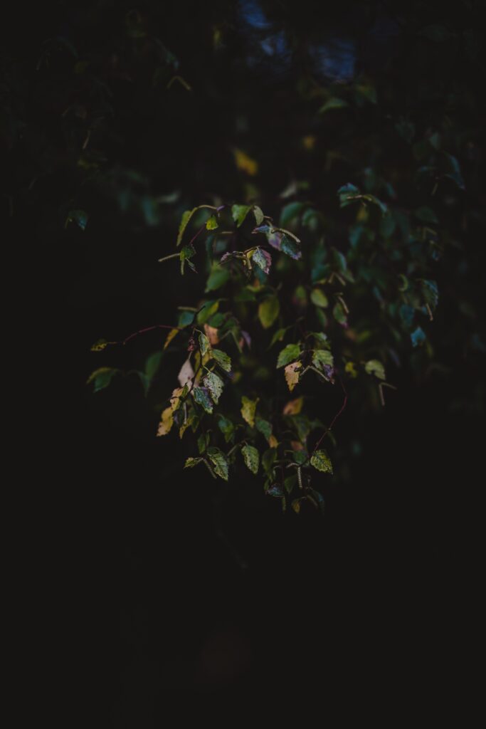 Moody autumn wallpaper with dark branches and rich earthy leaves creating dramatic nature scene