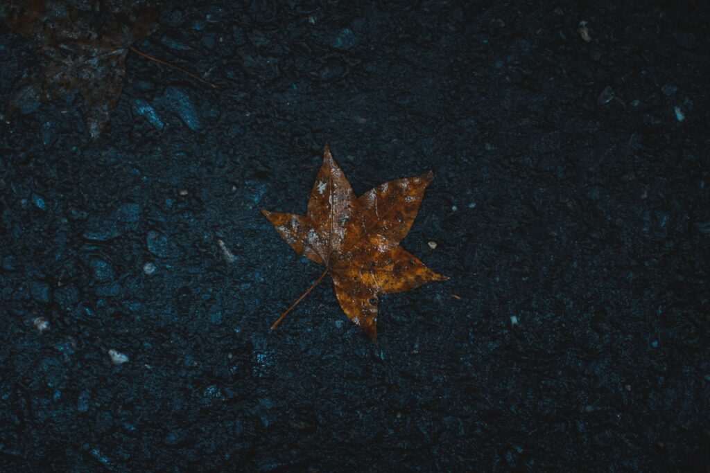 Wet orange maple leaf on textured dark ground autumn wallpaper background moody nature