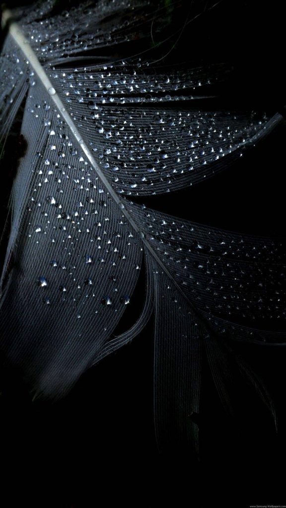 Dark mobile wallpaper featuring a detailed black feather with water droplets on black background