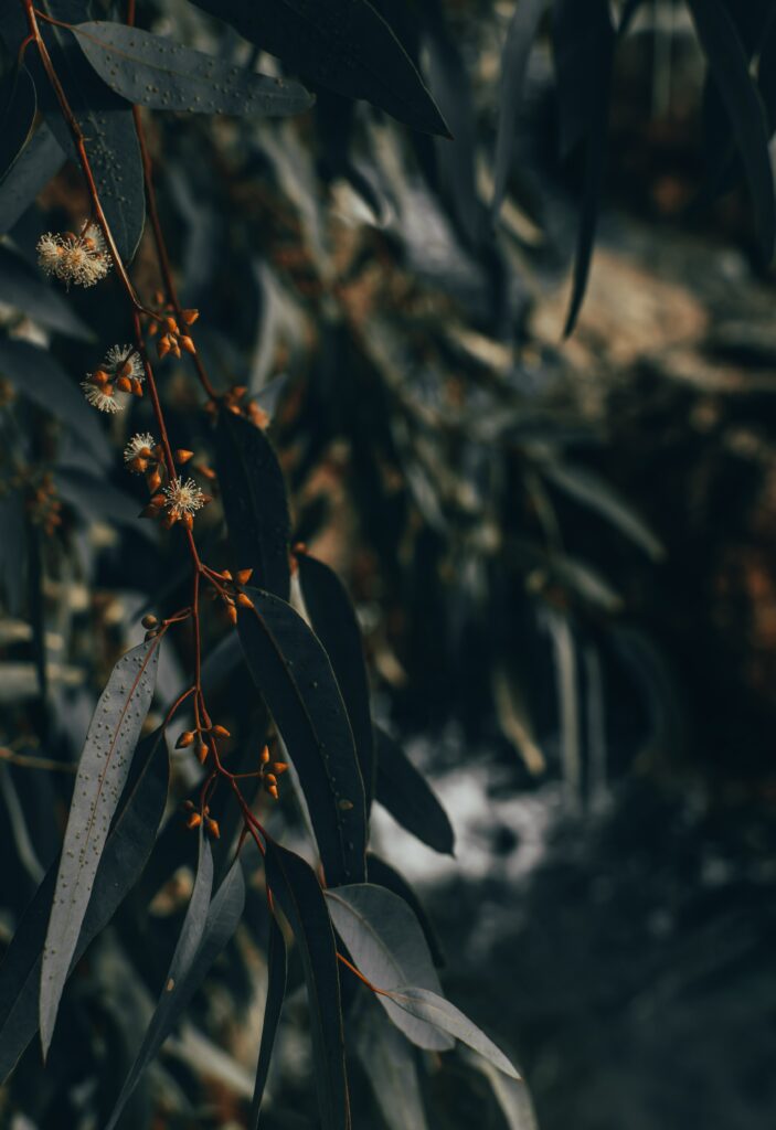 Close up of flowering plant branch with slender green leaves and delicate blossoms wallpaper