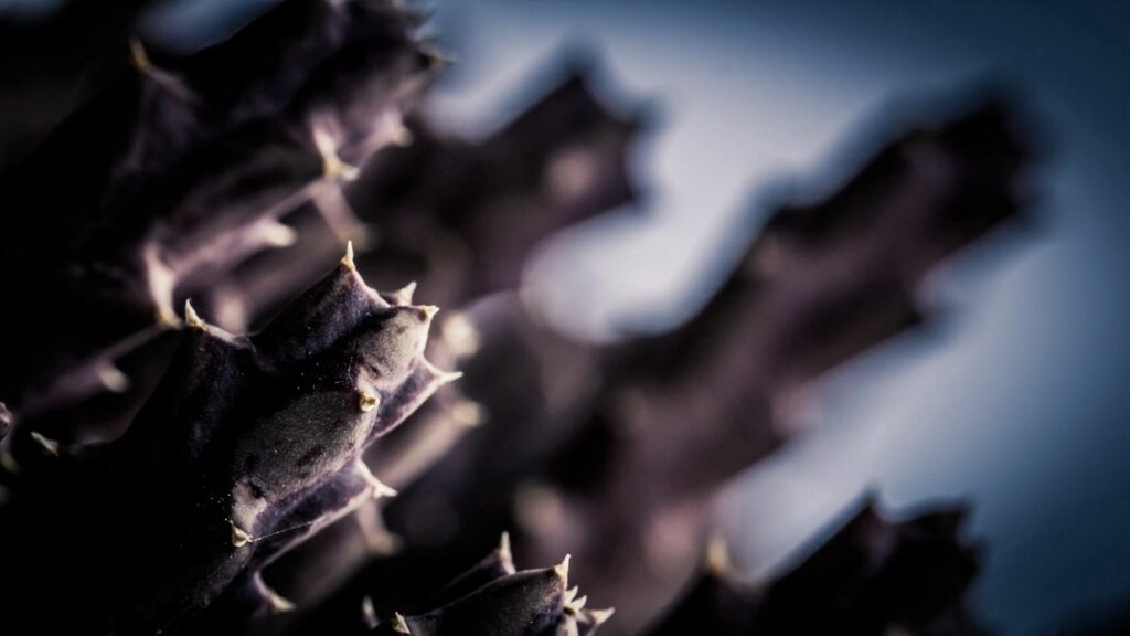 Stunning Cactus Close-Up: Sharp Spines & Texture in Dramatic Light Wallpaper