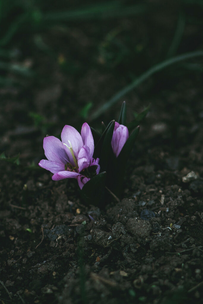 Serene Crocus Flower Wallpaper: Moody Lavender in Dark Soil