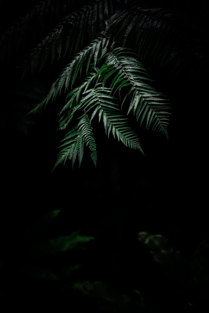 Delicate fern leaves with intricate patterns on dark background elegant nature wallpaper