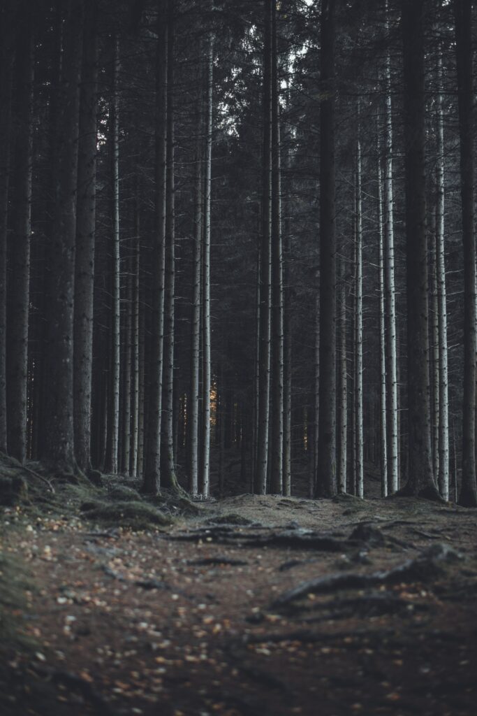 Dark mysterious forest wallpaper with tall trees twisted roots and detailed fallen leaves background